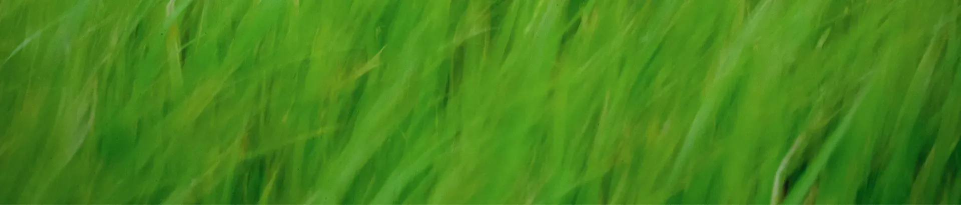 Kerkplanting & Sending